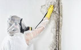 Best Forensic Mold Investigation  in Jasper, AL